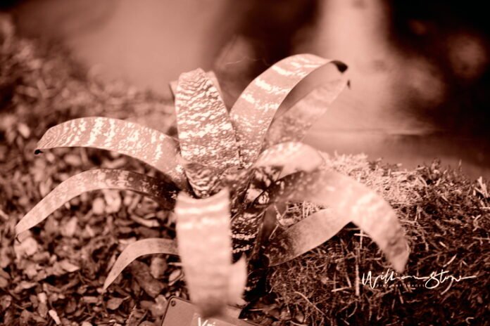 the epitome of extravagance dive into the luxurious world of our exclusive luxury collection.jpg