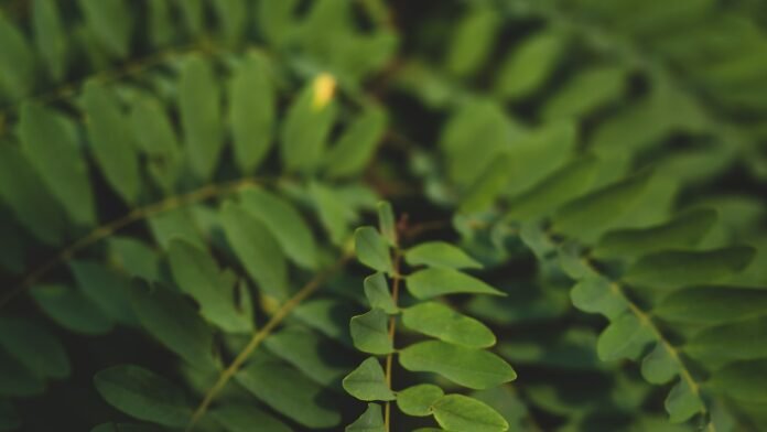 the world of opulent pets indulging in luxury and pampering for your beloved companions.jpg