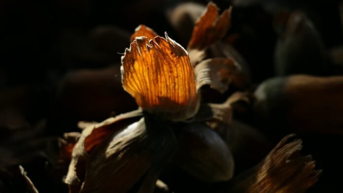 indulge in extravagant culinary experiences discover the epitome of luxury dining.jpg