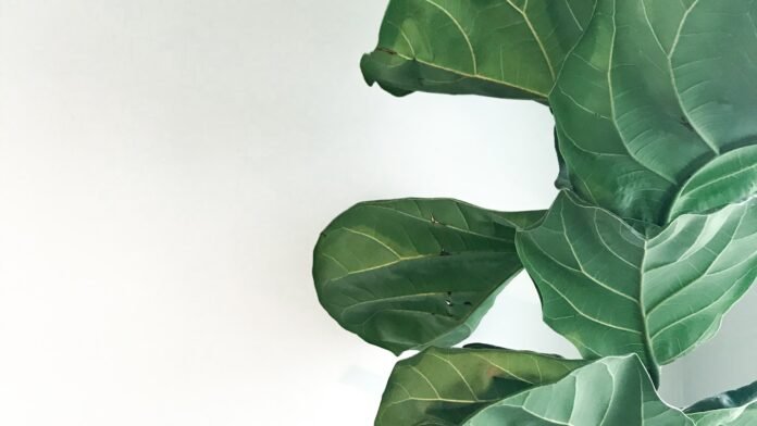 indulge in opulence exploring the world of luxury home design.jpg