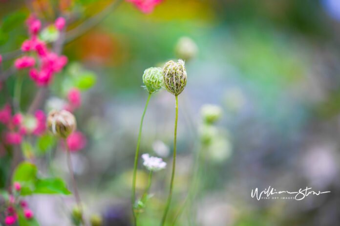 indulge in opulence unveiling the extravagant charms of a luxury lifestyle.jpg