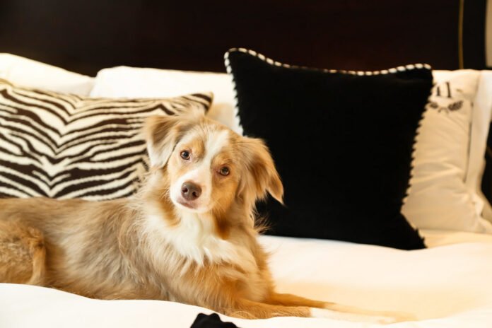 indulge and pamper exploring the world of extravagant luxury pets.jpg