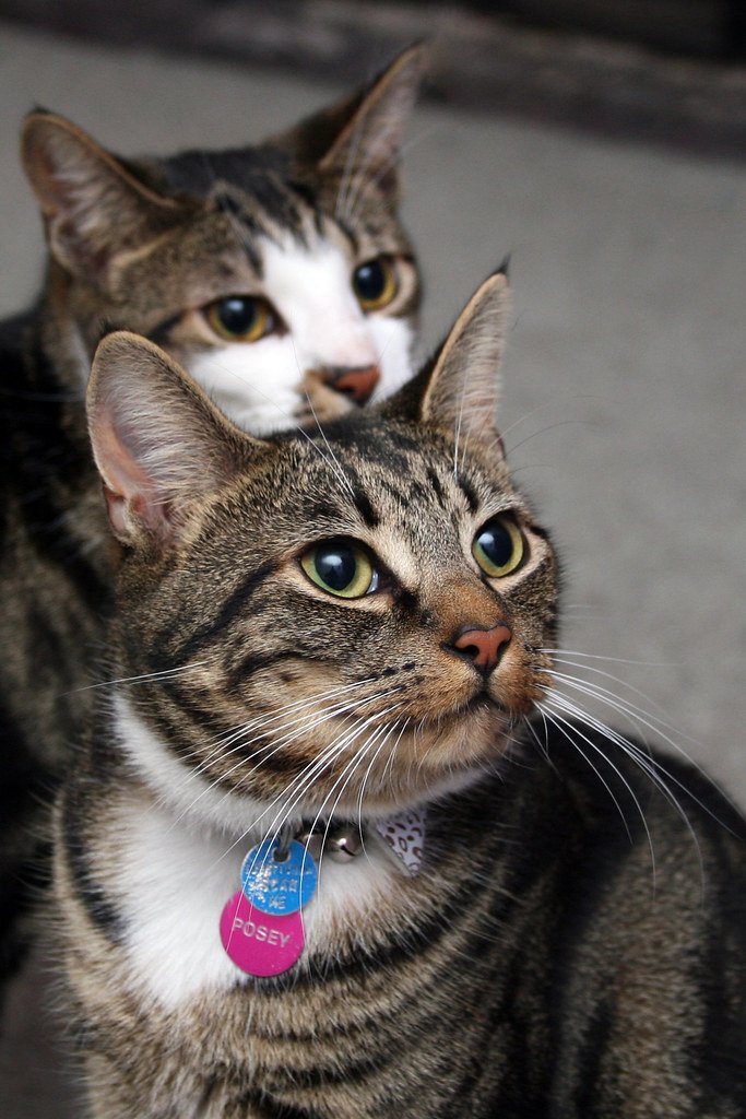 the posh paws indulging your furry friend in the world of luxury.jpg