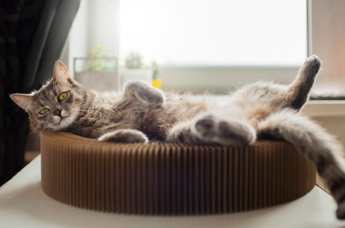 Luxurious Pet Beds The Ultimate Comfort for Your Furry Friends