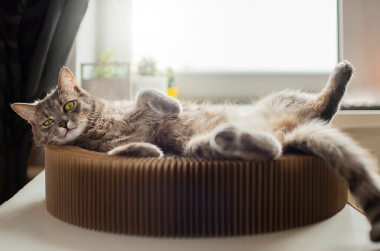 Luxurious Pet Beds: The Ultimate Comfort for Your Furry Friends