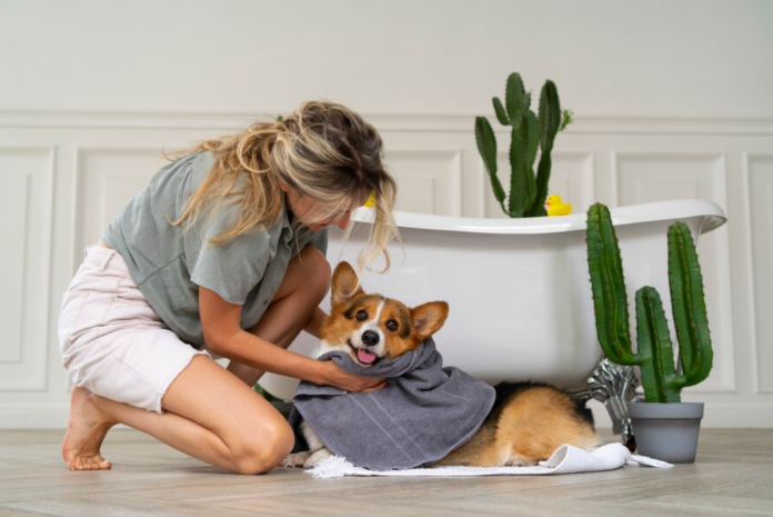 The highest class pets may not always receive the best care dog